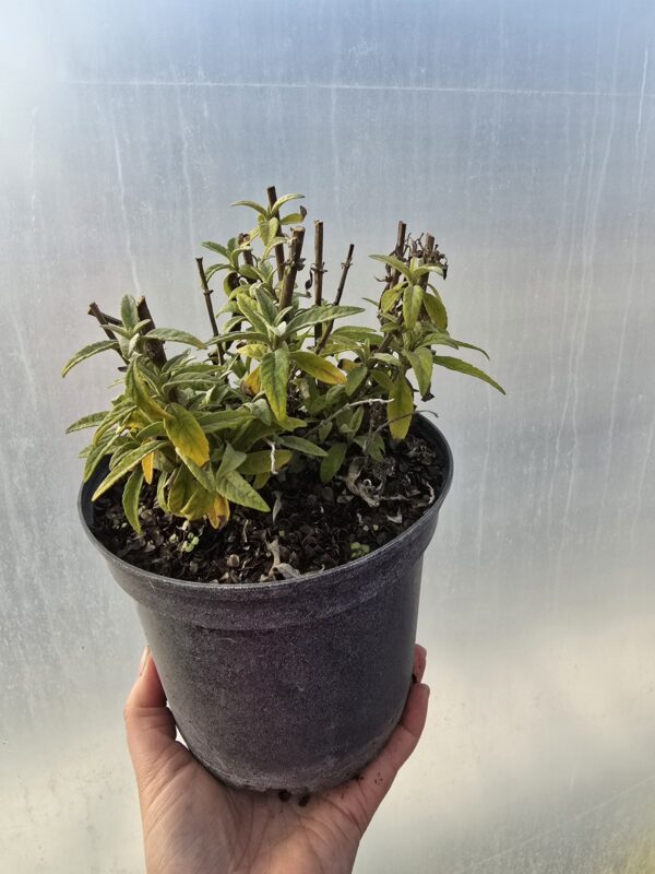 Budleja 2L Candy little Lila