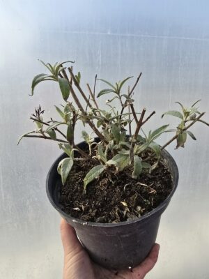 Budleja Davida 2L Magenta Munchkin