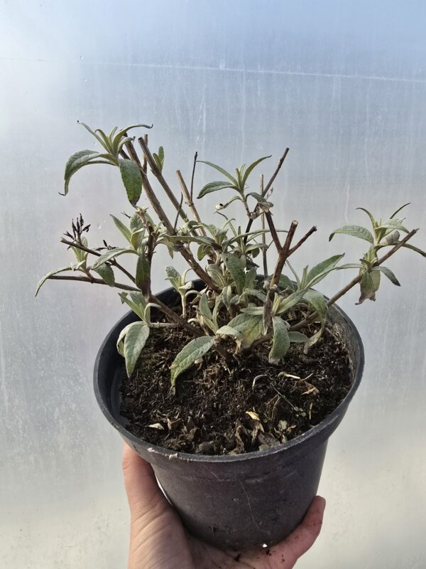 Budleja Davida 2L Magenta Munchkin