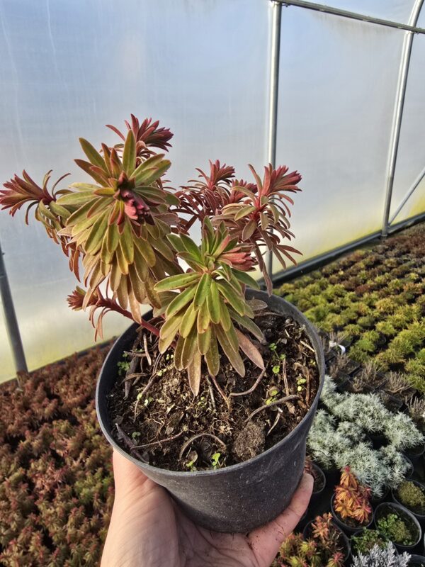 Wilczomlecz Martini 1,5L