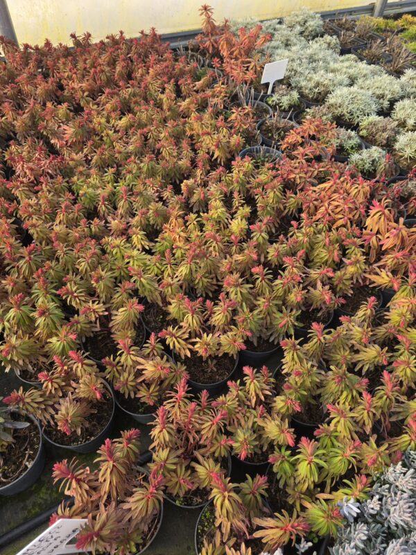 Wilczomlecz Martini 1,5L