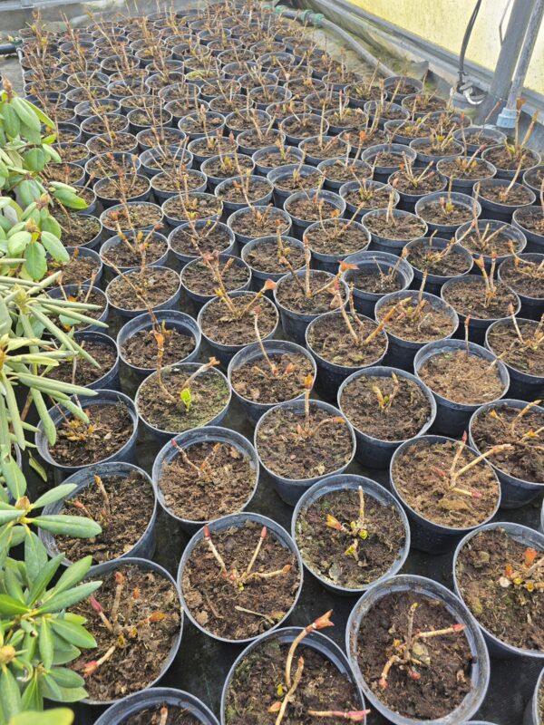 Hortensja ogrodowa Red Baron 1,5L