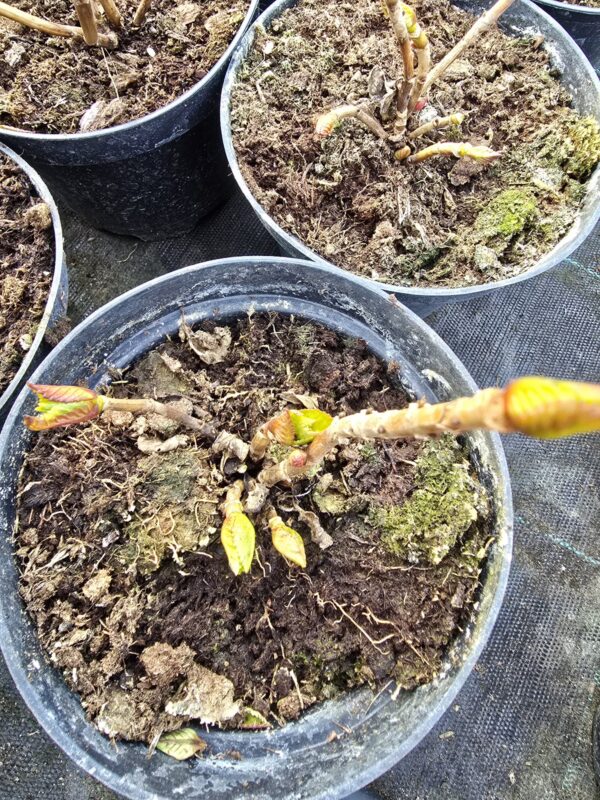 Hortensja ogrodowa Red Baron 1,5L