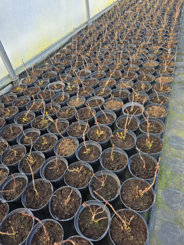 Hortensja ogrodowa niebieska Nikko Blue