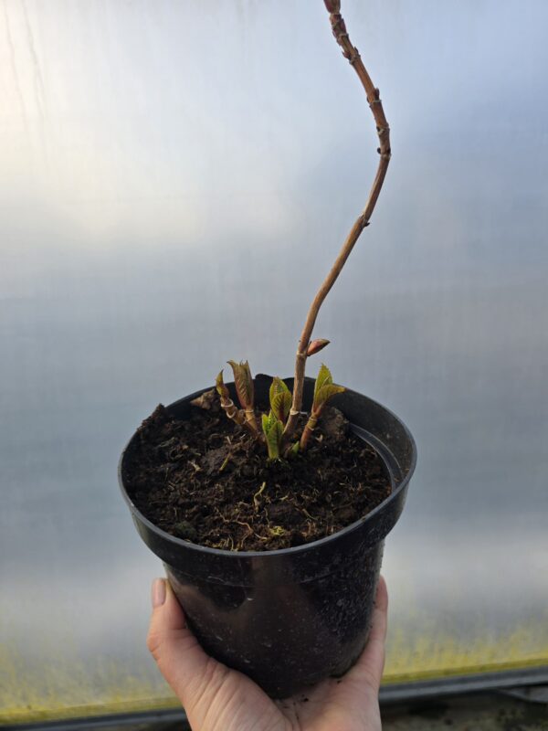 Hortensja ogrodowa niebieska Nikko Blue