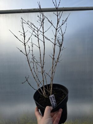 Jaśminowiec Belle Etoile 2L