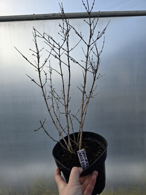 Jaśminowiec Belle Etoile 2L