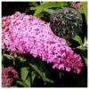 Budleja Davida 2L Pink Cascade