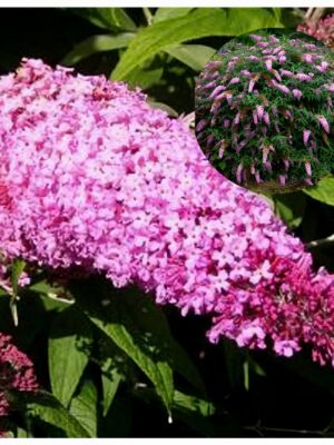 Budleja Davida 2L Pink Cascade