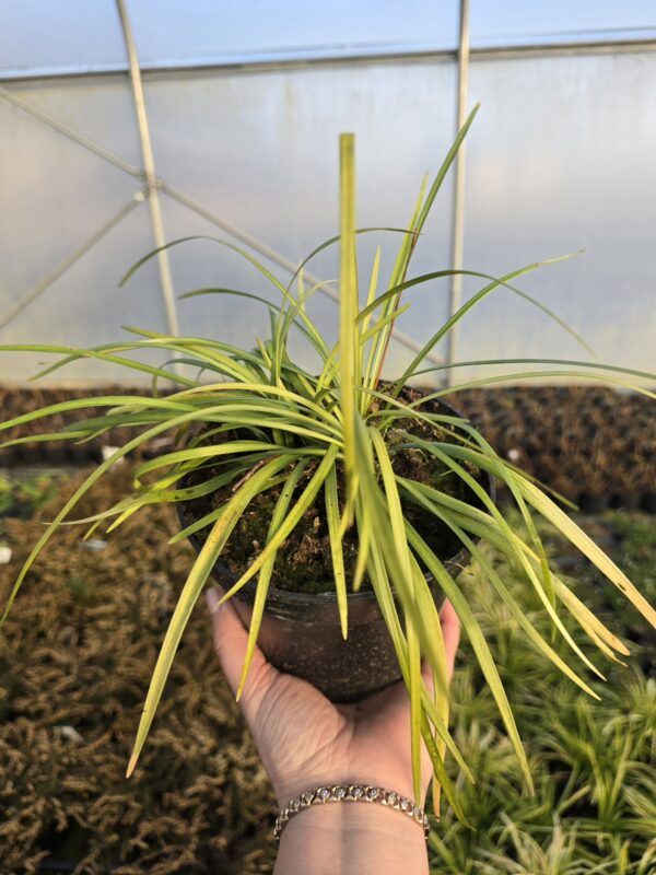 Liriope muscari Big Blue 1,5L