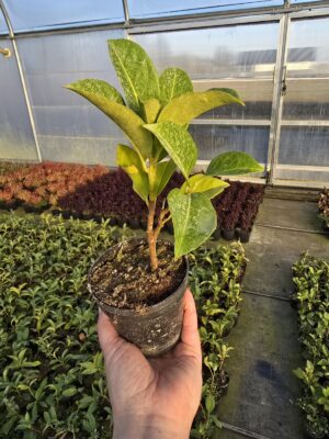 Laurowiśnia wschodnia Bonaparte