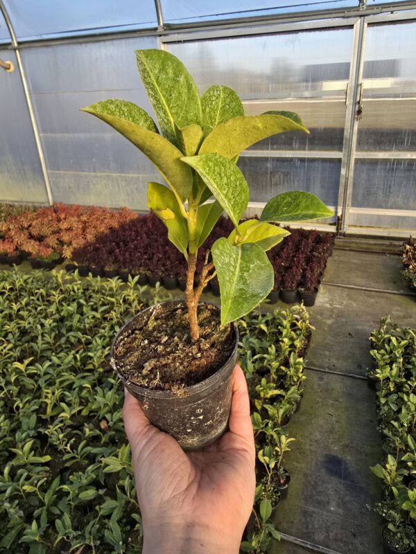 Laurowiśnia wschodnia Bonaparte