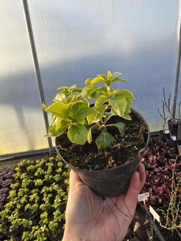 Rumianka japońska Green Sheen