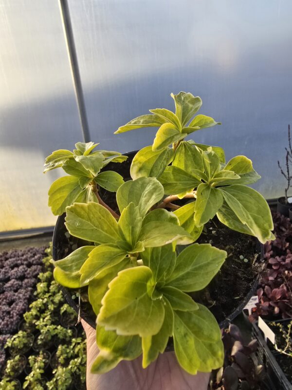 Rumianka japońska Green Sheen