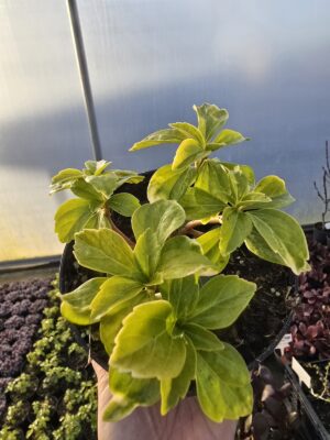 Rumianka japońska Green Sheen