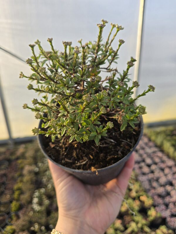 20260306_160747 Ubiorek Appen Etz