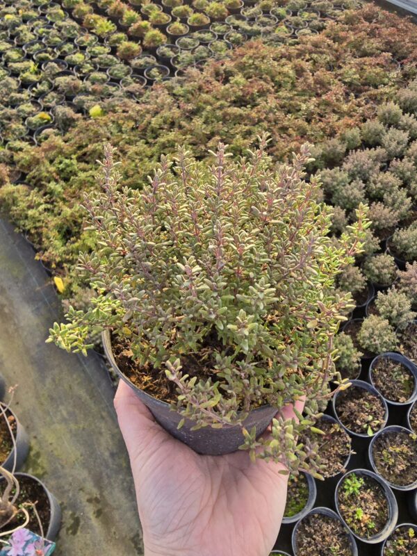 Tymianek- Macierzanka Compactus