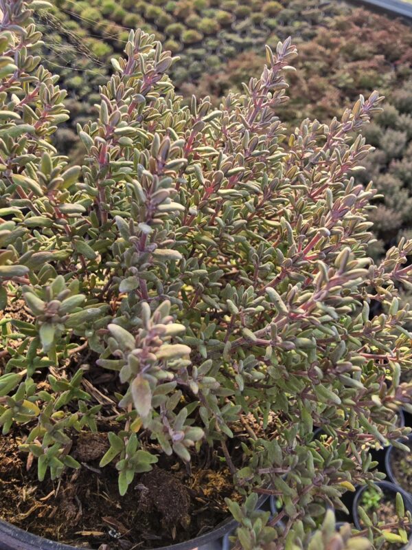 Tymianek- Macierzanka Compactus