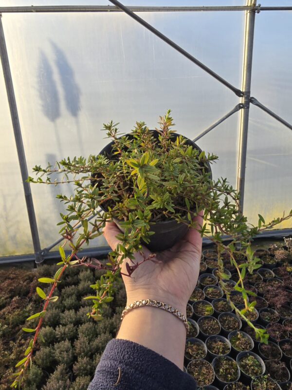 Tymianek wonny Longicaulis