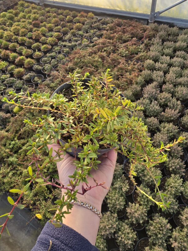 Tymianek wonny Longicaulis