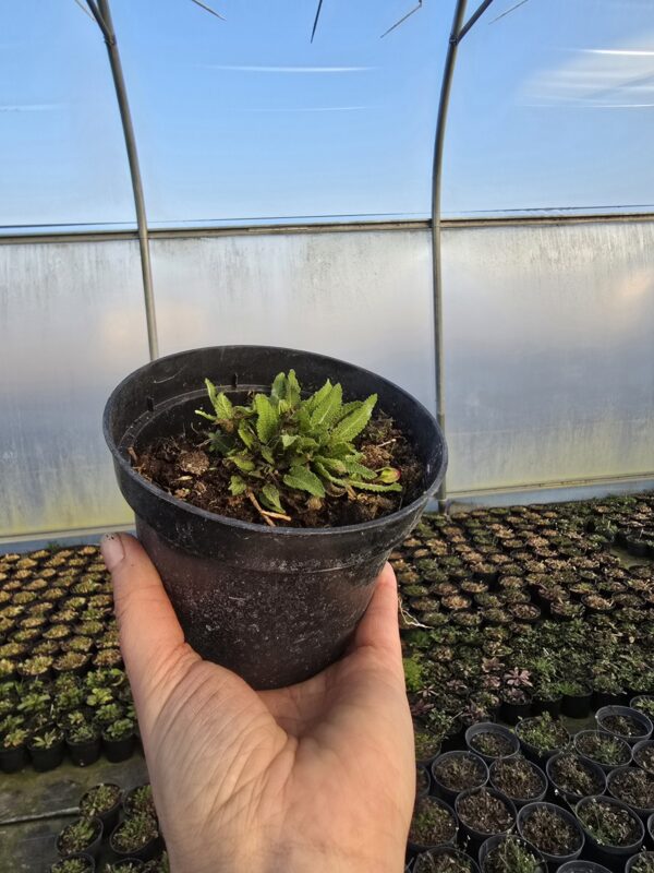 20260306_161500 Szałwia omszona Marcus