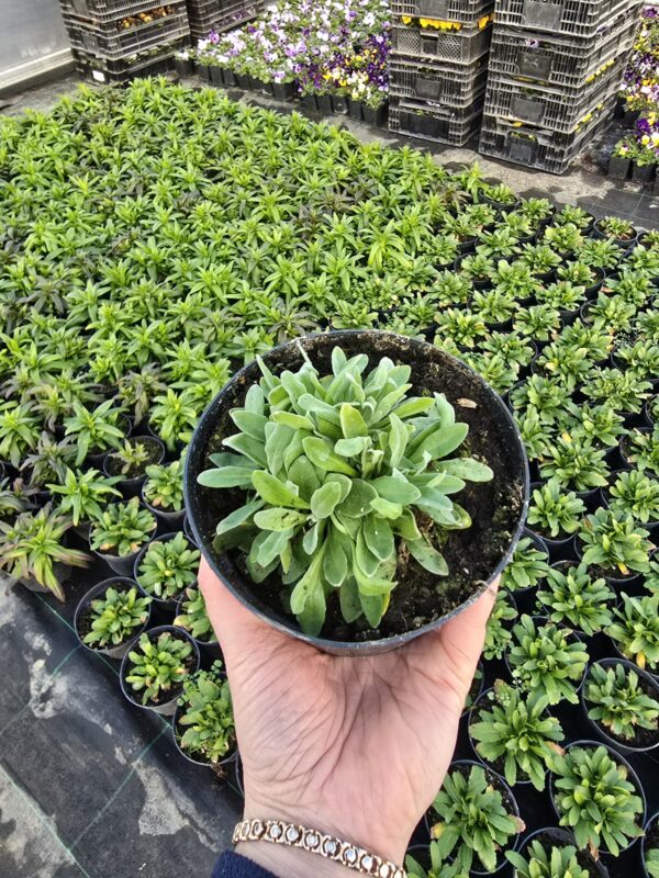 Smagliczka skalna  bylina miododajna