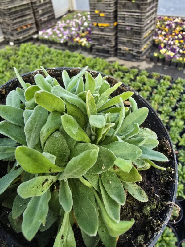 Smagliczka skalna  bylina miododajna