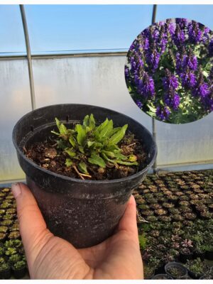 Szałwia omszona Marcus