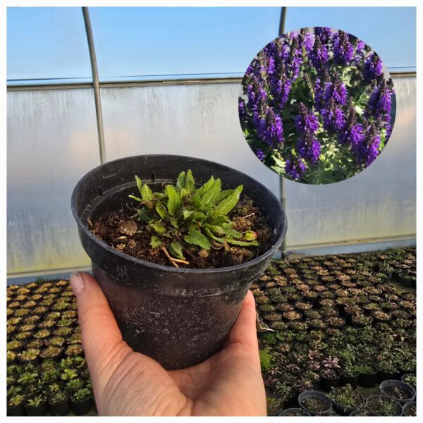 20260311_210232 Szałwia omszona Marcus