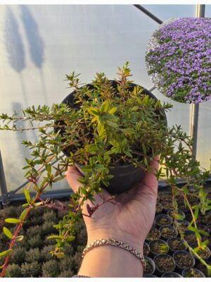 Tymianek wonny Longicaulis