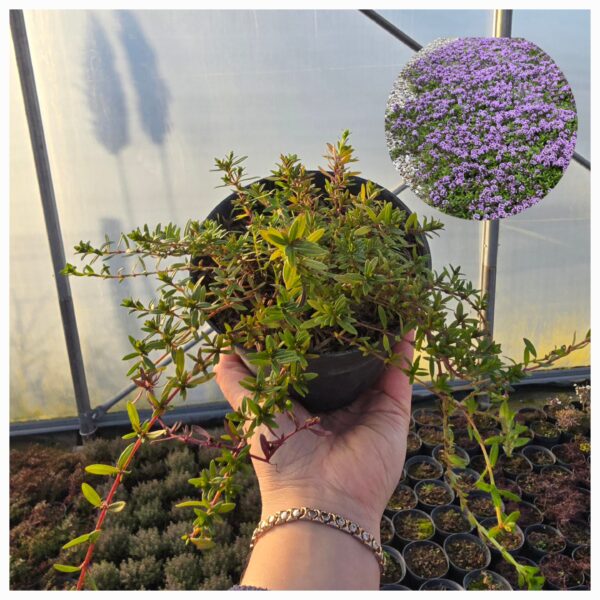 Tymianek wonny Longicaulis