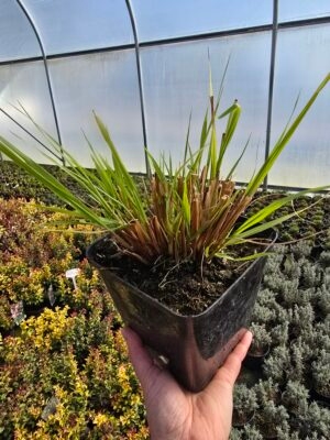 Trawa wieloletnia Red Head 2L