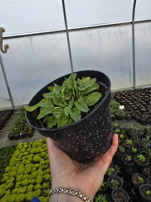 20260325_172428 Czyściec gestokwiatowy Hummelo