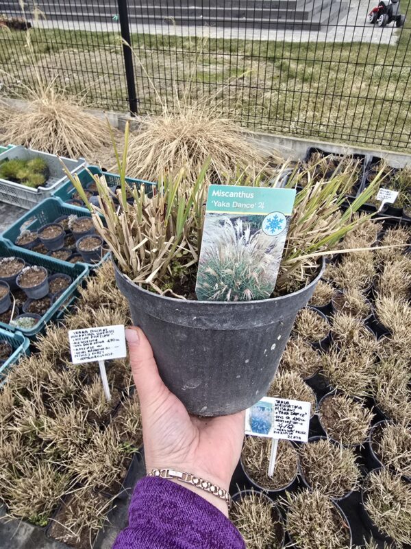 Trawa Miscant chiński Yaka Dance 2L