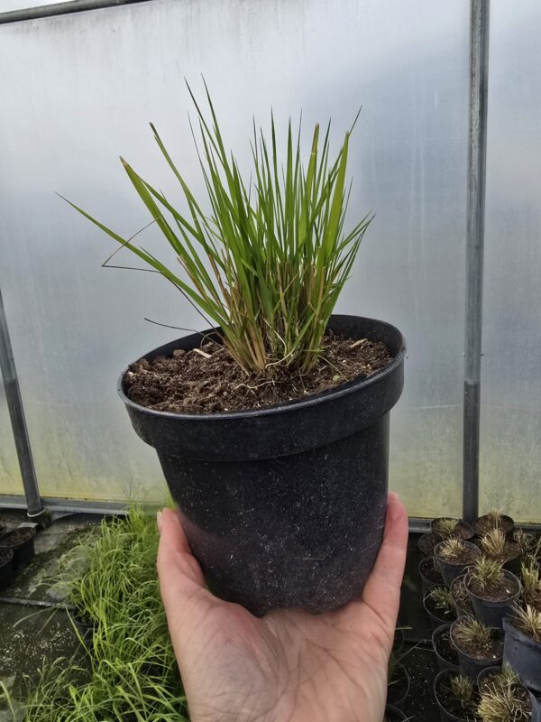 20260326_112047 Trawa Miłka okazała 1,5L