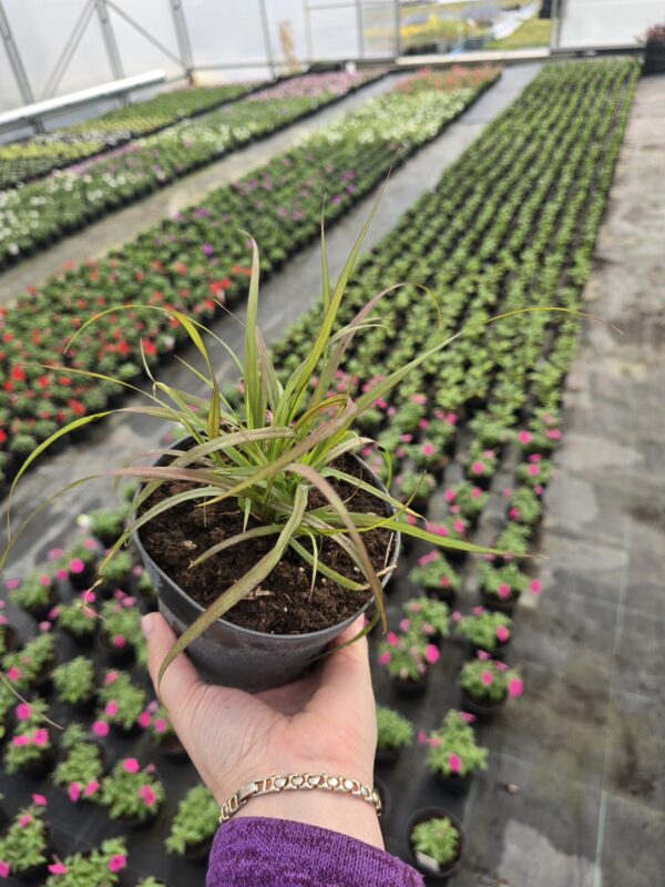 Rubrum trawa - Pennisetum Advena Rubrum