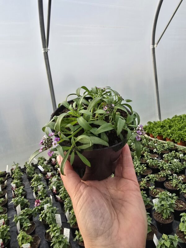 Smagliczka nadmorska Lobularia Lavender