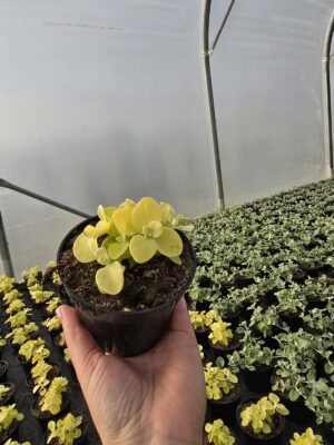 Kocanka włochata Golden