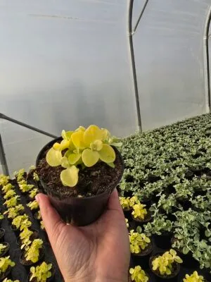 Kocanka włochata Golden