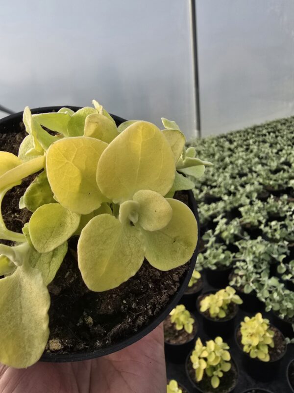 Kocanka włochata Golden