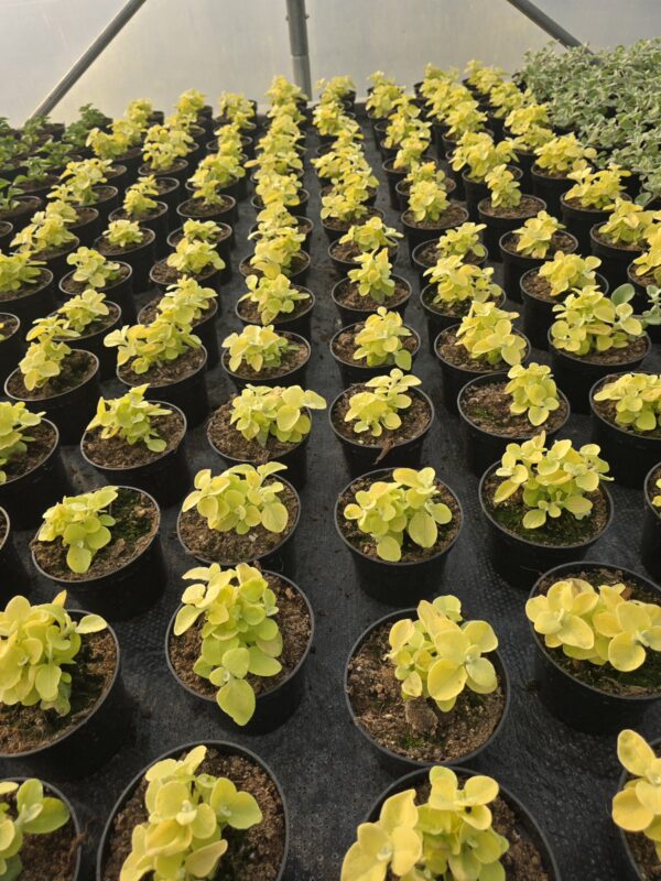 Kocanka włochata Golden