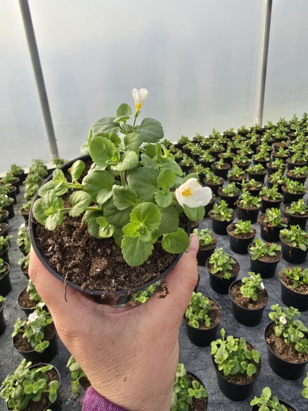 20260326_154544 Bakopa biała