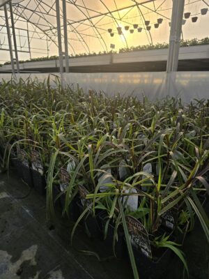 Vertigo trawa  - Rozplenica słoniowa