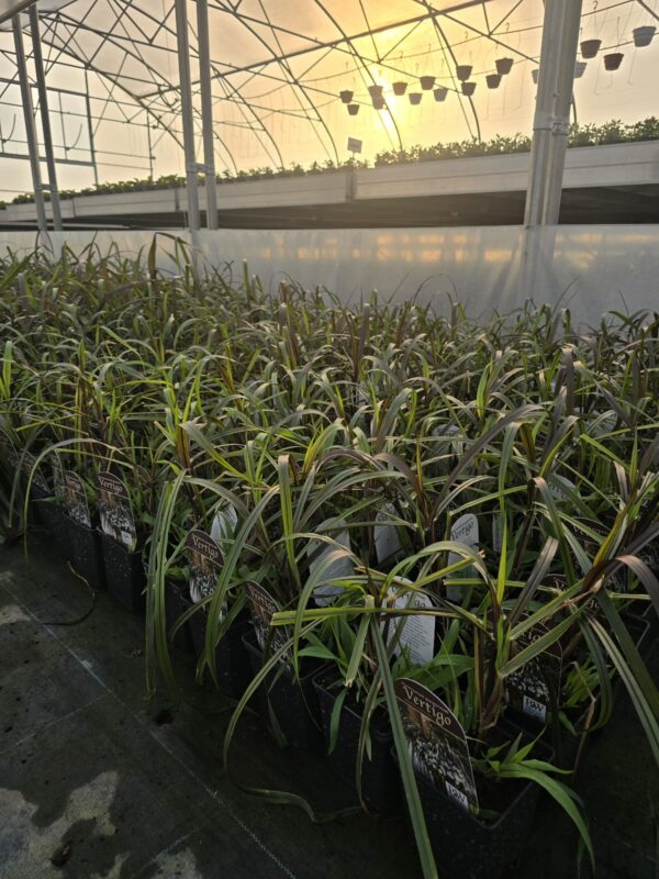 Vertigo trawa  - Rozplenica słoniowa