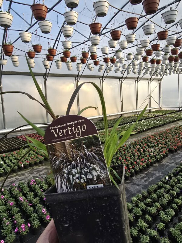 Vertigo trawa  - Rozplenica słoniowa