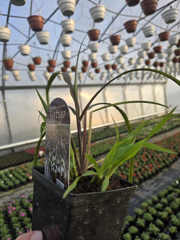 Vertigo trawa  - Rozplenica słoniowa