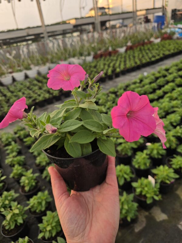 Supertunia Vista Bubblegum