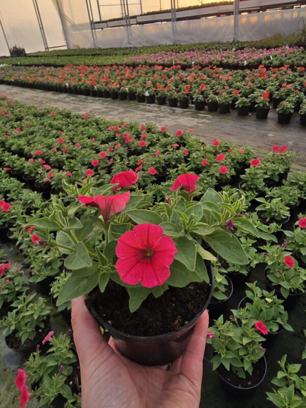 Supertunia Vista Paradise