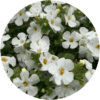 Bacopa Bakopa biała