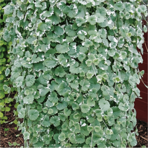 Bluszczyk kurdybanek,  bylina